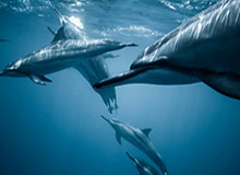 AG体育官方：开启智能娱乐的新纪元